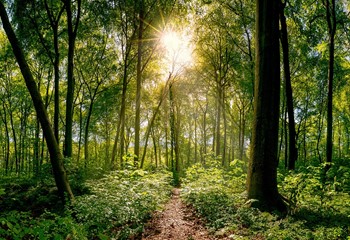 A Recovery Journey: Cancer